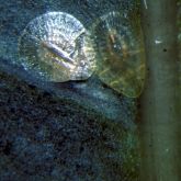 Immature pyriform scale insects