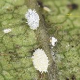 Close up view of papaya mealybug crawlers (nymphs) on a leaf