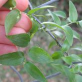 Bridal creeper leaf and bud