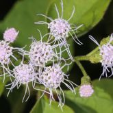 Siam weed flowers close-up