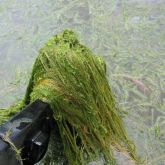 Bog moss stems