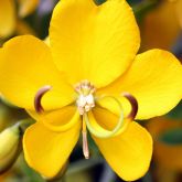 Easter cassia flower close-up