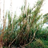 Elephant grass plant