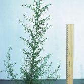 Stinkwort plant