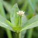 Thumbnail of Alligator weed