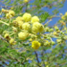 Thumbnail of Prickly acacia