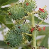 Castor oil plant burr and flowers