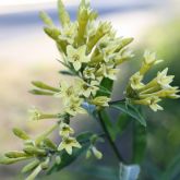 Green cestrum flowers