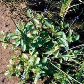 Snakeweed seedling plant