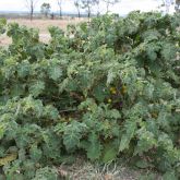 Tropical soda apple plant form