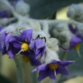 Wild tobacco weed flowers close-up