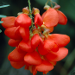 Thumbnail of Red sesbania