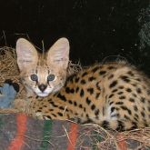 African serval kitten