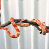 American corn snake on branch