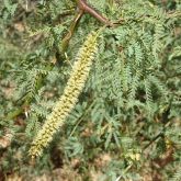 Mesquite (Prosopis pallida) flower