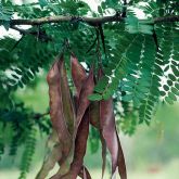 Honey locust pods