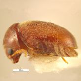 Adult cigarette beetle