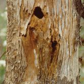 Hole in tree trunk