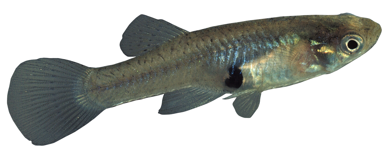 Gambusia or mosquitofish: restricted noxious fish