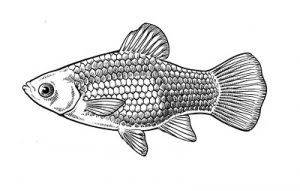 Female platy fish