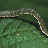 Brown caterpillar with dark stripes along back, and yellow band along sides