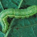 Looper larvae