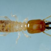 Subterranean termite soldier with rectangular head and serrated mandibles