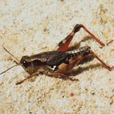 Brown grasshopper