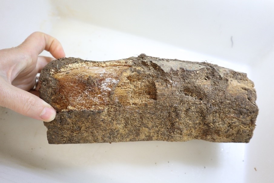 Piece of tree root, with a portion of the stocking removed showing fungal growth underneath