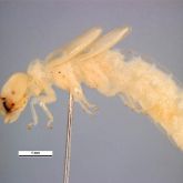 One West Indian drywood termite under the microscope which measures approximately 5mm