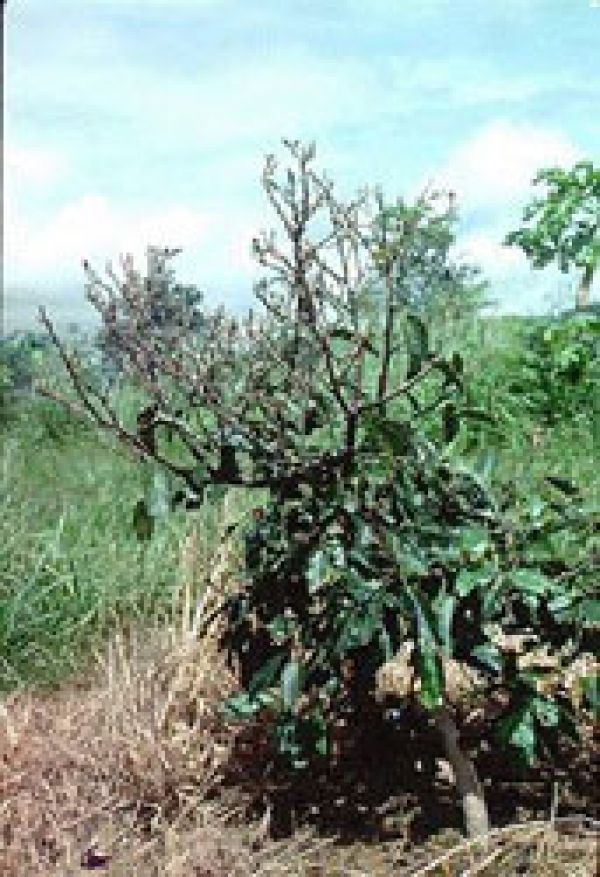 Swarming leaf beetles damage