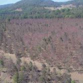 Creiis psyllid (<em>Creiis lituratus</em>) damage to Dunn's white gum 