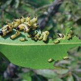 Mature larvae of the Eucalyptus tortoise beetle (Paropsis atomaria) feeding on eucalypt leaf