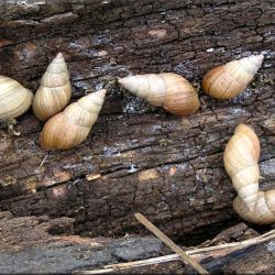 A group of tan to brown striped snail shells on rotting wood