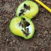 Inside infested fruit, the caterpillars feed on the flesh and seed