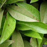 Stippling (pale dots) on leaves (laurel) caused by southern red mites feeding