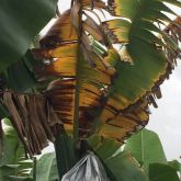 Advanced stage of infection - brown leaf margins and advanced yellowing