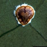 Adult pyriform scale