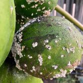 Close up view of papaya fruit partially covered with thick white wax secreted by the papaya mealybug.