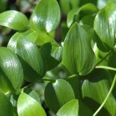 Bridal creeper leaves