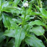 Senegal tea plant form