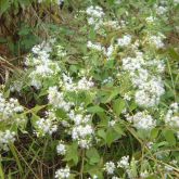 Siam weed in flower