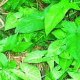 Arrowhead vine plant