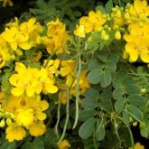 Easter cassia flowers and pods