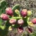 Thumbnail of Prickly pear
