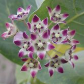 Calotrope flowers