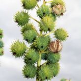 Castor oil plant burrs