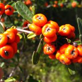 Firethorn fruit