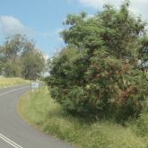 Leuceana plant along roadside