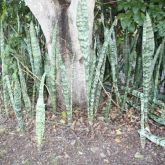 Mother-in-law's tongue invading native vegetation